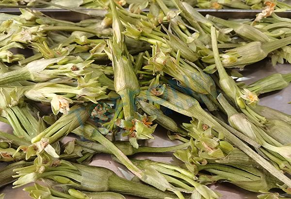 水芙蓉凍干:藥材冷凍干燥機(jī)應(yīng)用水芙蓉凍干