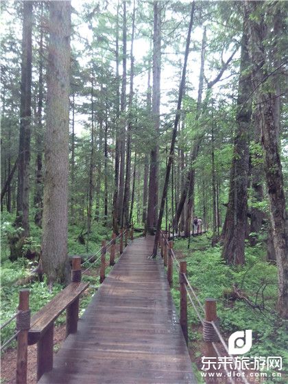 【團體專享】伊春、五營森林公園、湯旺河石林、嘉蔭茅蘭溝、恐龍地質(zhì)公園、雙臥5日清肺之旅
